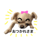 Chihuahua dogss（個別スタンプ：1）