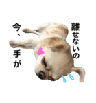 Chihuahua dogss（個別スタンプ：2）