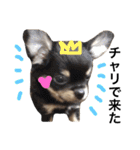 Chihuahua dogss（個別スタンプ：3）