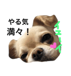 Chihuahua dogss（個別スタンプ：4）