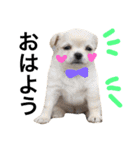 Chihuahua dogss（個別スタンプ：5）