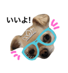 Chihuahua dogss（個別スタンプ：6）