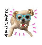 Chihuahua dogss（個別スタンプ：7）
