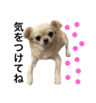 Chihuahua dogss（個別スタンプ：9）