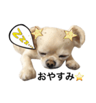 Chihuahua dogss（個別スタンプ：10）