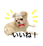 Chihuahua dogss（個別スタンプ：11）