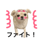 Chihuahua dogss（個別スタンプ：12）