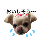 Chihuahua dogss（個別スタンプ：13）