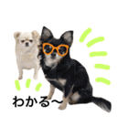 Chihuahua dogss（個別スタンプ：14）