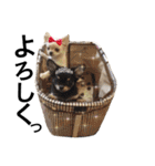 Chihuahua dogss（個別スタンプ：15）
