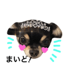Chihuahua dogss（個別スタンプ：16）