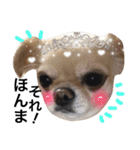 Chihuahua dogss（個別スタンプ：17）
