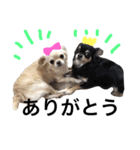 Chihuahua dogss（個別スタンプ：18）