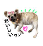 Chihuahua dogss（個別スタンプ：19）