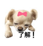 Chihuahua dogss（個別スタンプ：20）