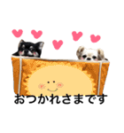 Chihuahua dogss（個別スタンプ：21）