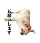 Chihuahua dogss（個別スタンプ：22）