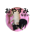 Chihuahua dogss（個別スタンプ：23）