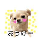 Chihuahua dogss（個別スタンプ：24）