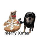 Chihuahua dogss（個別スタンプ：25）