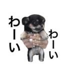 Chihuahua dogss（個別スタンプ：26）