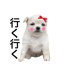 Chihuahua dogss（個別スタンプ：27）