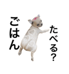 Chihuahua dogss（個別スタンプ：28）