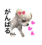 Chihuahua dogss（個別スタンプ：29）