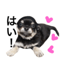 Chihuahua dogss（個別スタンプ：30）