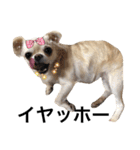 Chihuahua dogss（個別スタンプ：31）