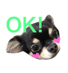 Chihuahua dogss（個別スタンプ：32）