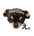 Chihuahua dogss（個別スタンプ：33）