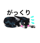 Chihuahua dogss（個別スタンプ：34）
