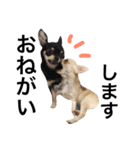 Chihuahua dogss（個別スタンプ：35）