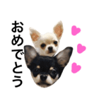 Chihuahua dogss（個別スタンプ：36）