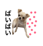 Chihuahua dogss（個別スタンプ：37）