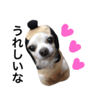 Chihuahua dogss（個別スタンプ：38）