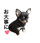 Chihuahua dogss（個別スタンプ：39）