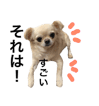 Chihuahua dogss（個別スタンプ：40）