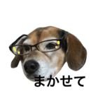 Beagle dog chobi（個別スタンプ：1）