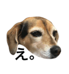 Beagle dog chobi（個別スタンプ：2）