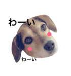 Beagle dog chobi（個別スタンプ：3）