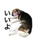Beagle dog chobi（個別スタンプ：4）