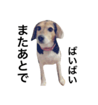 Beagle dog chobi（個別スタンプ：6）