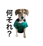 Beagle dog chobi（個別スタンプ：7）