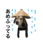 Beagle dog chobi（個別スタンプ：9）