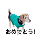 Beagle dog chobi（個別スタンプ：10）