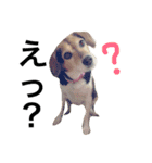 Beagle dog chobi（個別スタンプ：11）