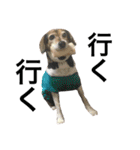 Beagle dog chobi（個別スタンプ：12）