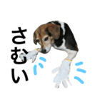 Beagle dog chobi（個別スタンプ：13）